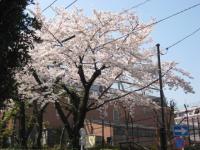 リバティヒルクラブの桜